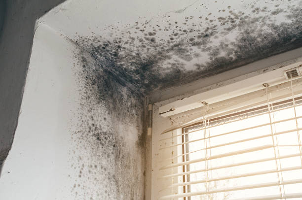 Affordable Mold Removal solutions in Belle Mead, NJ